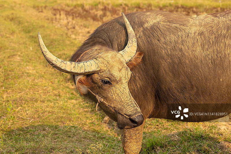 泰国水牛图片素材
