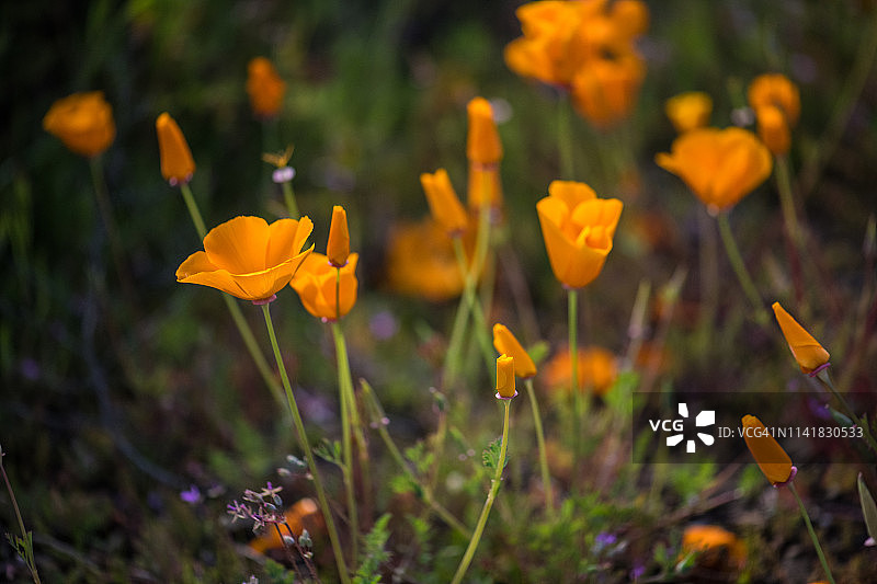 加州罂粟图片素材