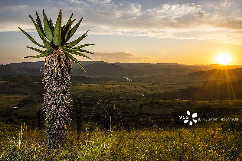 夕阳下的芦荟，南非夸祖鲁-纳塔尔省巴班纳戈禁猎区图片素材