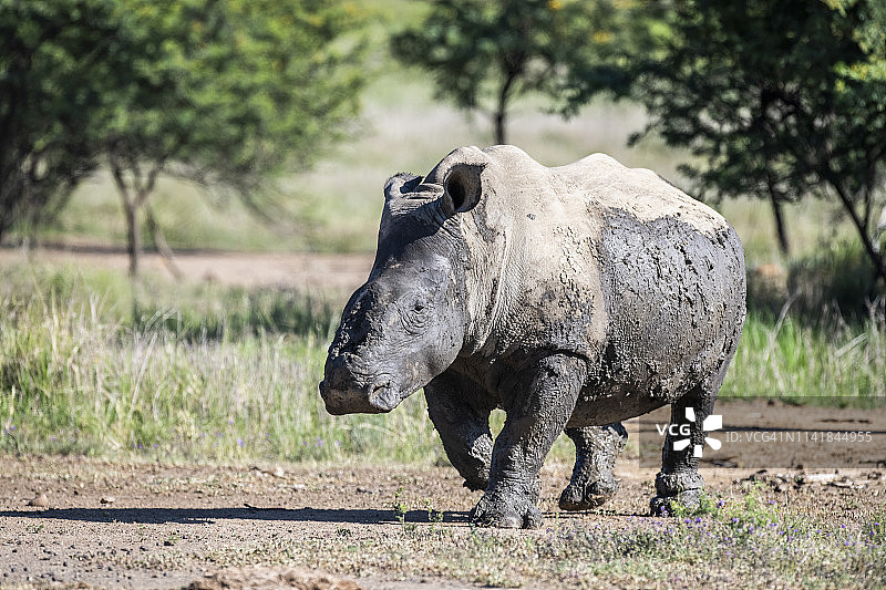 图盖拉私人禁猎区被盗猎者砍掉角幸存下来的白色犀牛，南非夸祖鲁-纳塔尔省图片素材