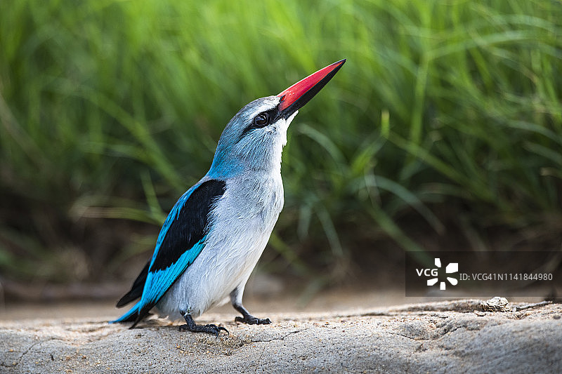 林地翠鸟，南非林波波省马拉塔巴私人禁猎区图片素材