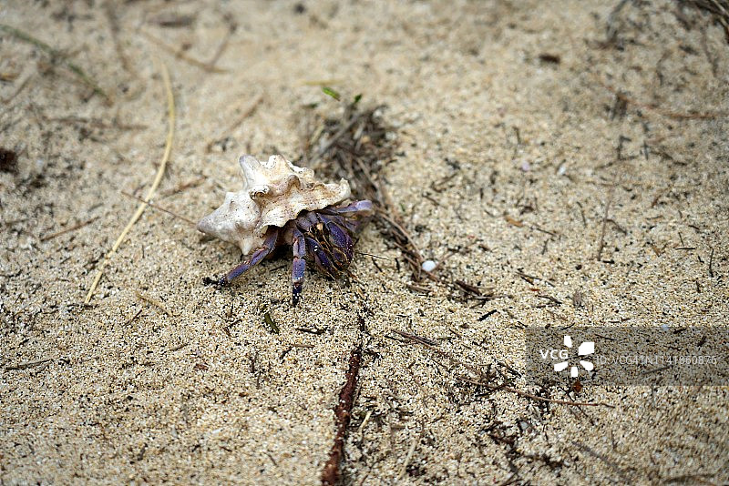 紫陆寄居蟹，国家保护物种，奄美大岛友守海滩，日本鹿儿岛图片素材