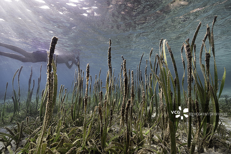 男人浮潜图片素材