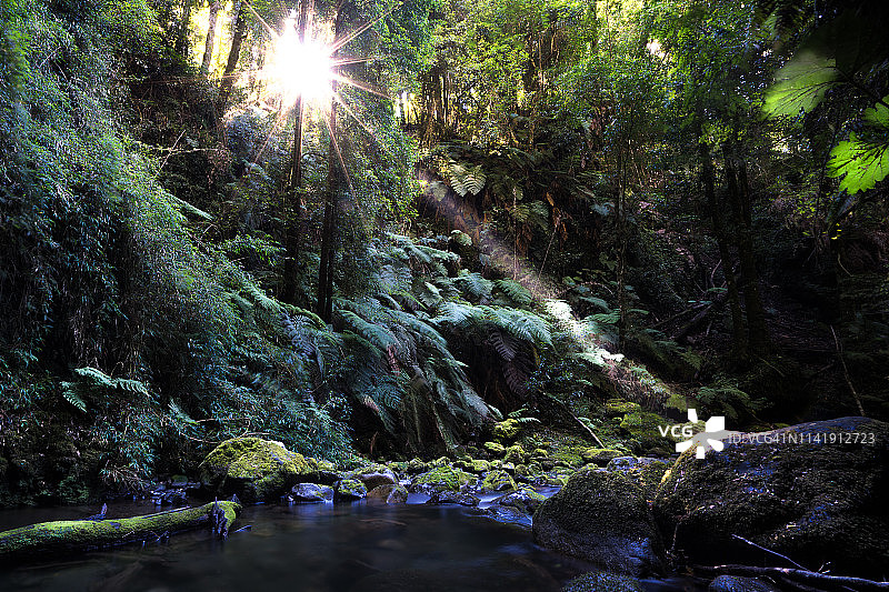 森林中的光束图片素材