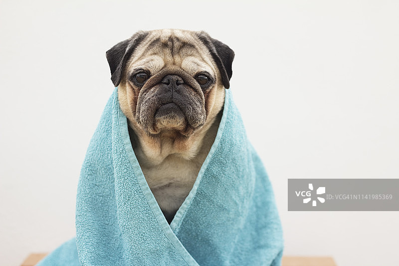裹着浴巾的狗图片素材