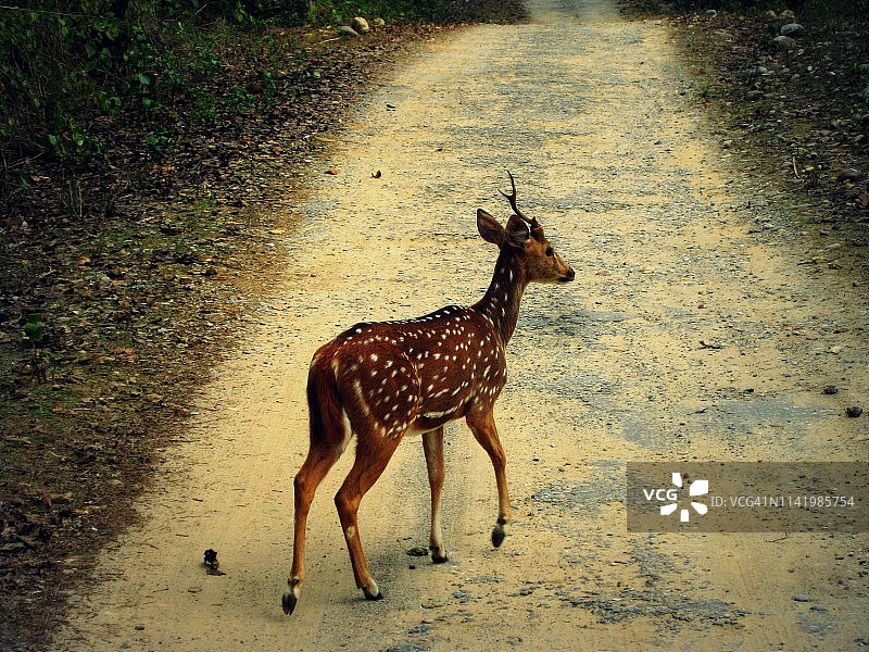 吉姆·科比特国家公园里孤独的雄鹿图片素材