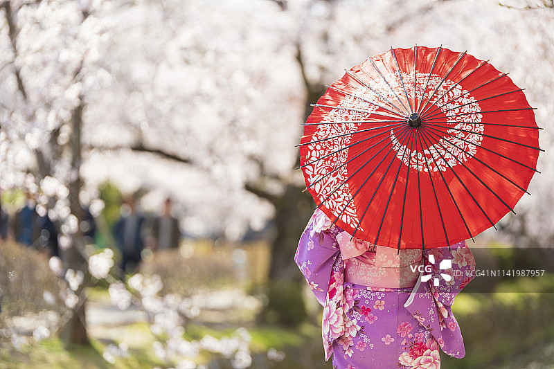 身穿和服、手持红伞的年轻女孩站在樱花背景前图片素材