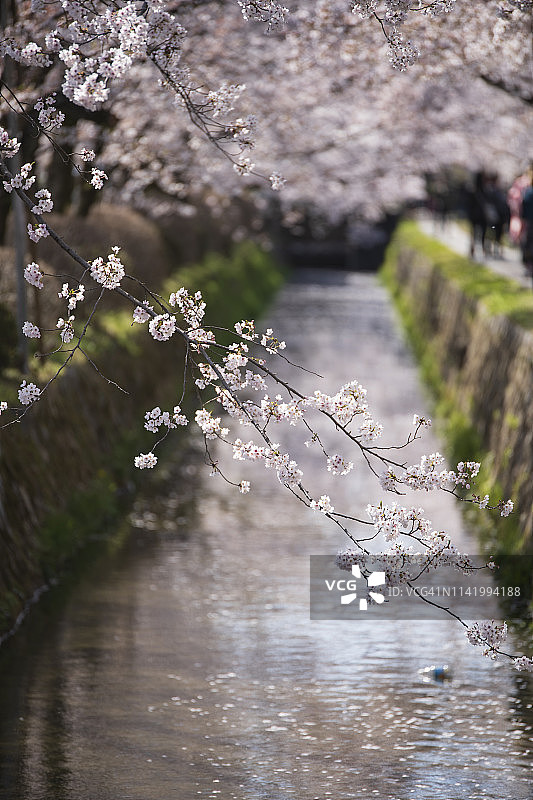 日本京都哲学之道的樱花树图片素材