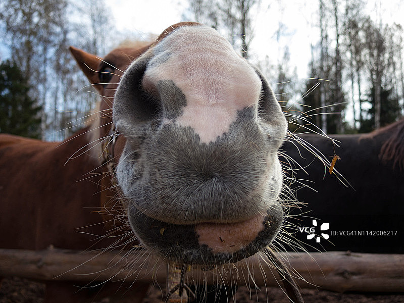 镜头中的马鼻子近景图片素材