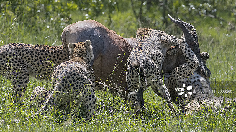 猎豹捕食狷羚，肯尼亚马赛马拉国家保护区图片素材