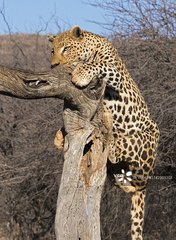 树上的豹图片素材