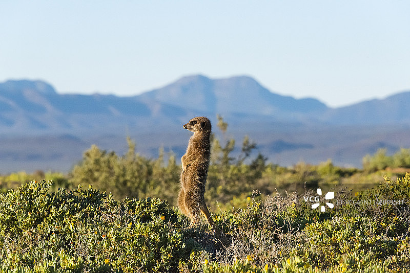 猫鼬（Suricata suricatta），南非西开普省图片素材