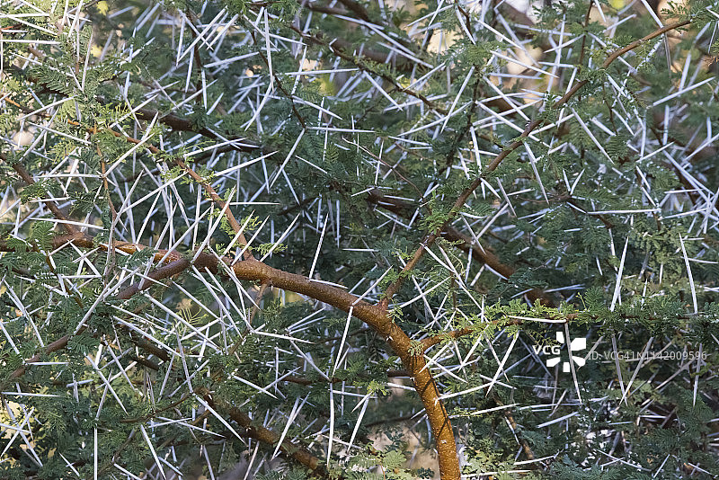 姆哈亚禁猎区针叶树（斯威士兰）图片素材