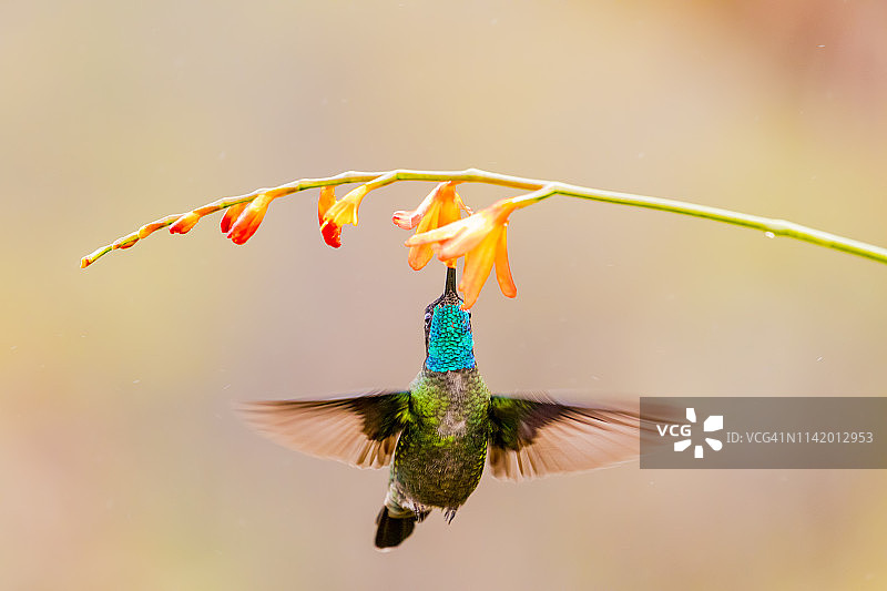 雄性塔拉曼卡蜂鸟在哥斯达黎加橙色花朵上觅食图片素材