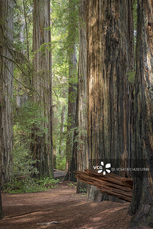 美国加利福尼亚州杰迪代亚·史密斯红杉州立公园的斯托特纪念林小径图片素材