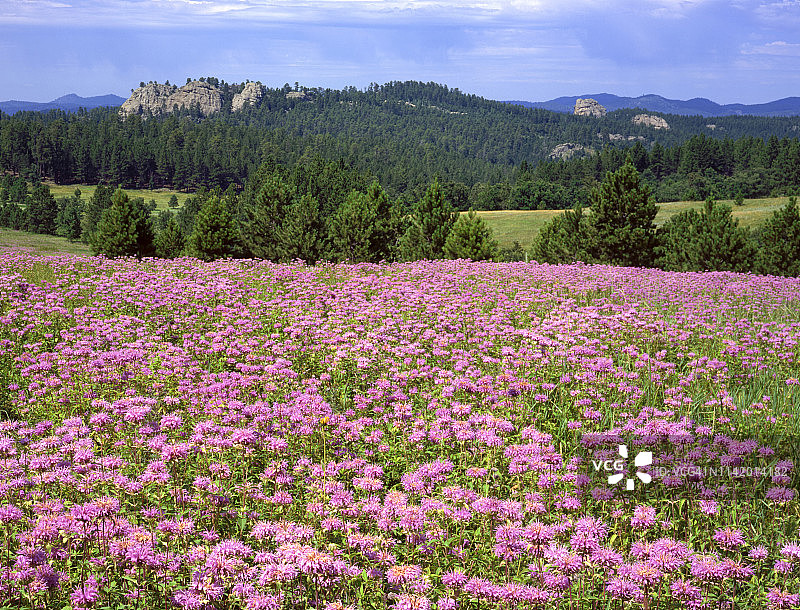 美国南达科他州黑山，盛开的薄荷花图片素材