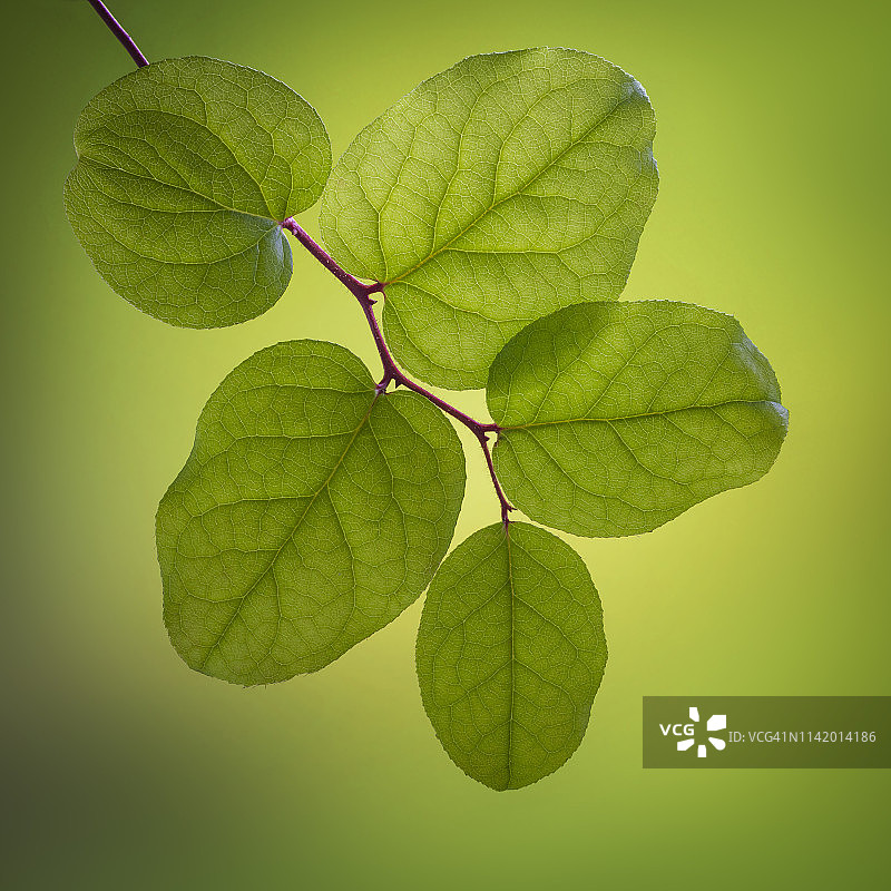 华盛顿州海贝克地区的珍珠叶冬青特写图片素材