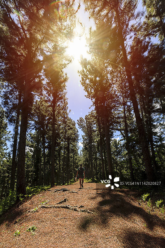 在大溪地森林徒步的女人图片素材