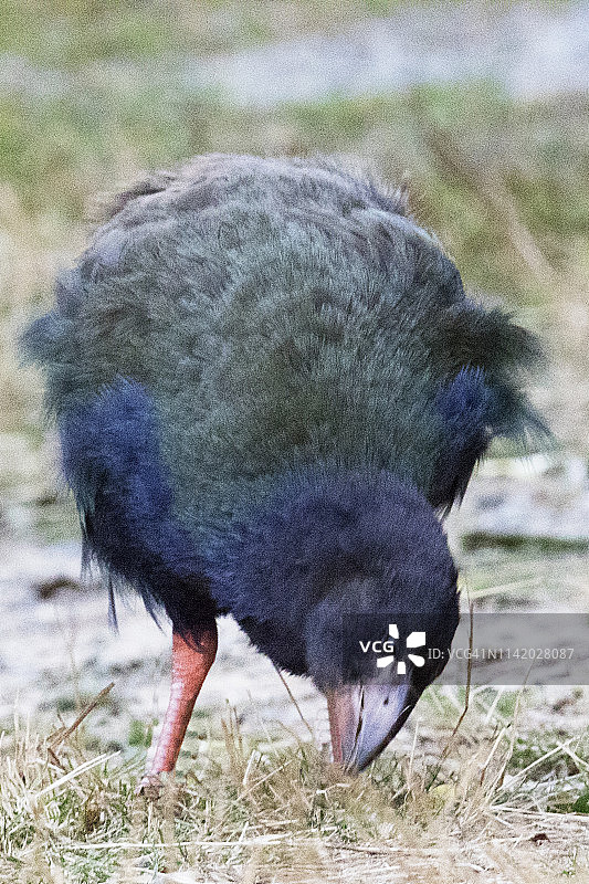 年轻的秧鸡图片素材