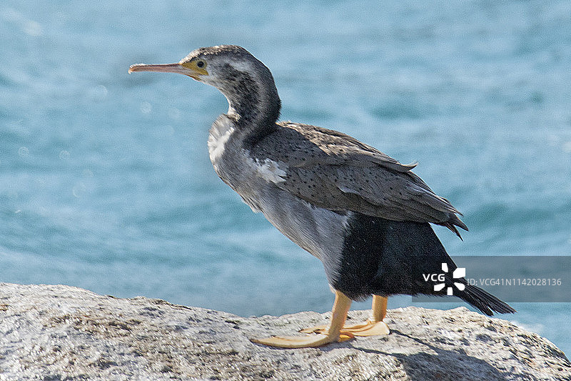 斑鸬鹚图片素材