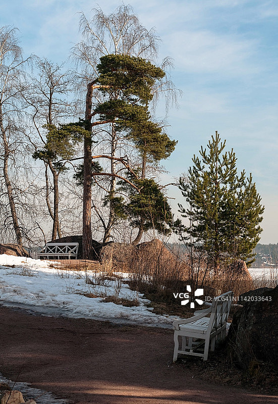 冬季湖面上非常古老的美丽松树图片素材