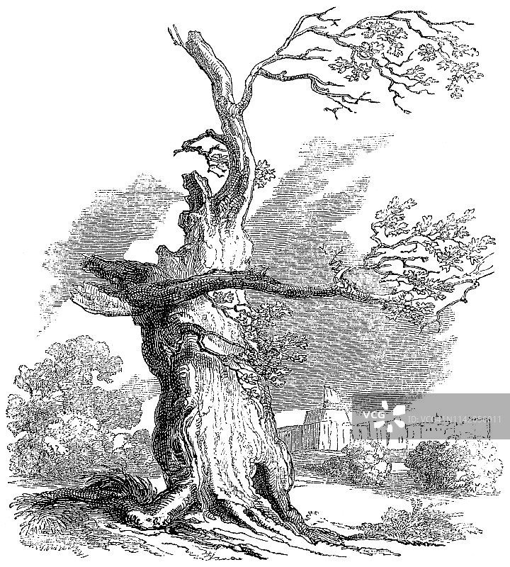 英格兰温莎家庭公园的第一个赫恩橡树 - 18世纪图片素材