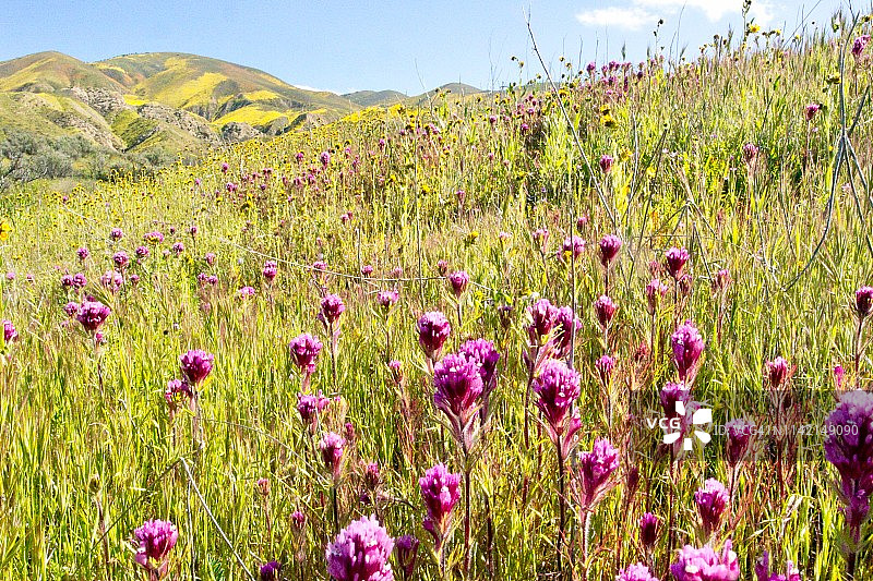 2019年超级花潮中的粉色猫头鹰草图片素材