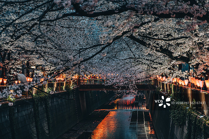 东京目黑川盛开的樱花图片素材