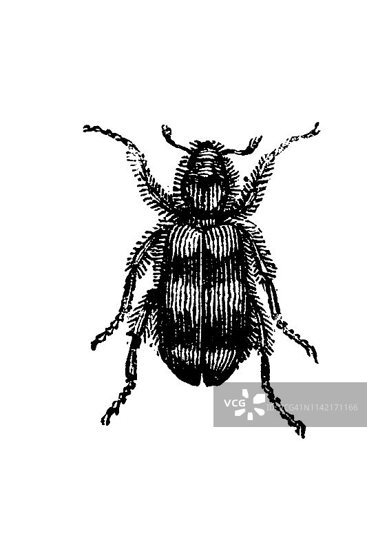 法国甲虫图片素材