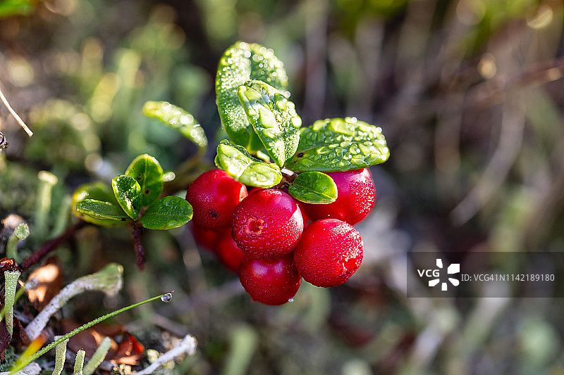 带有早晨露水的红色越橘树枝图片素材