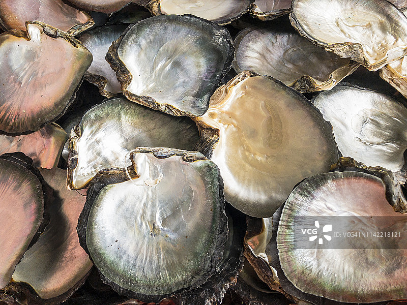 牡蛎壳背景图片素材