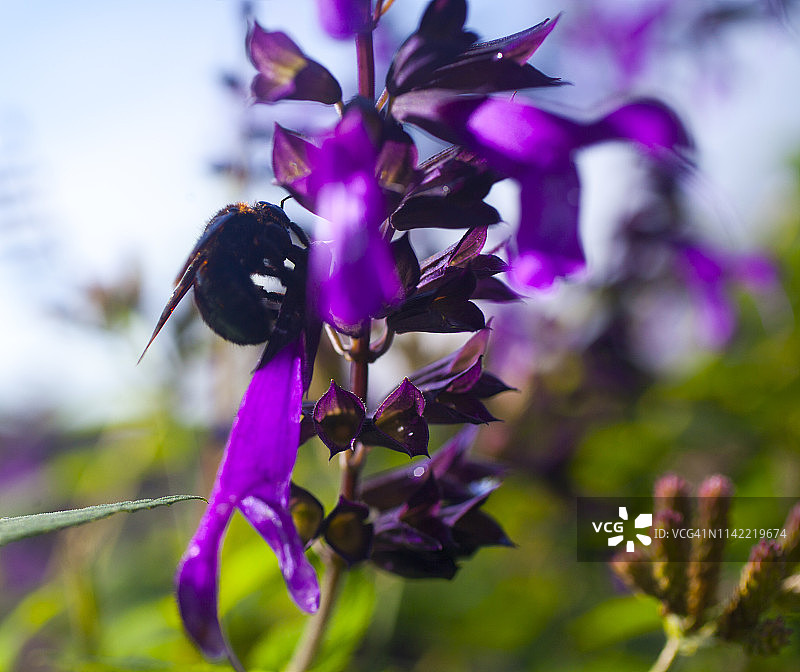 鼠尾草上的黑色蜜蜂图片素材