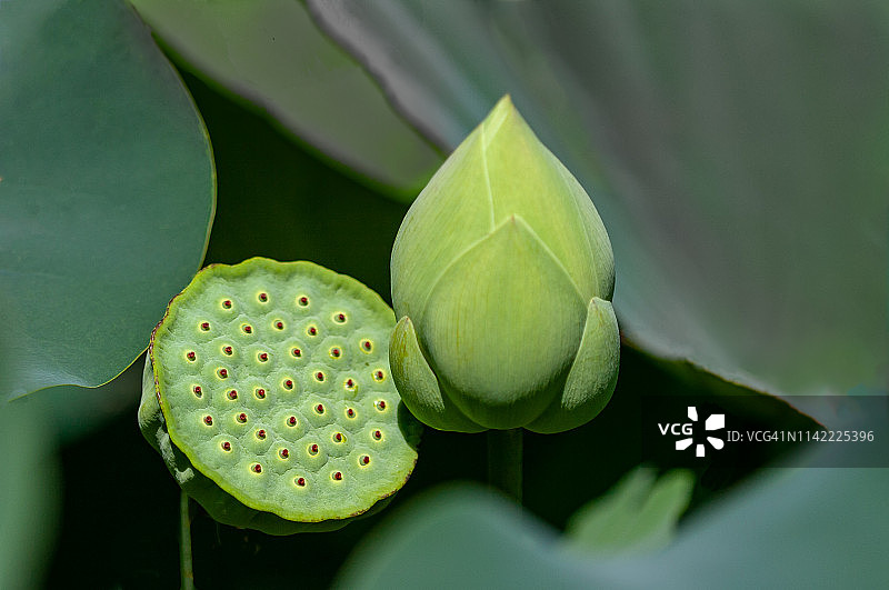 莲花花籽荚和花苞图片素材