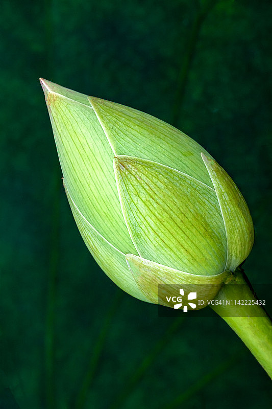 莲花花苞图片素材