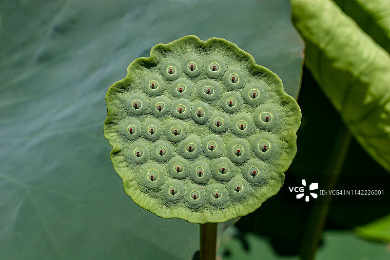 荷花莲蓬图片素材