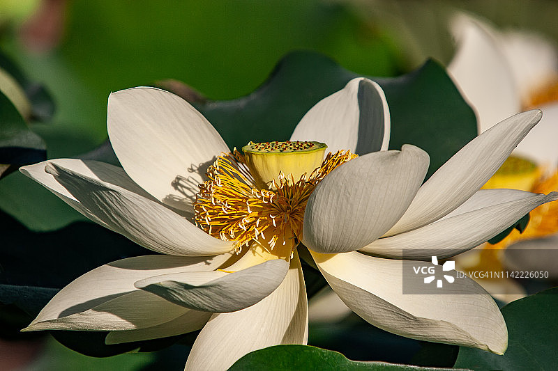 奶油色莲花图片素材