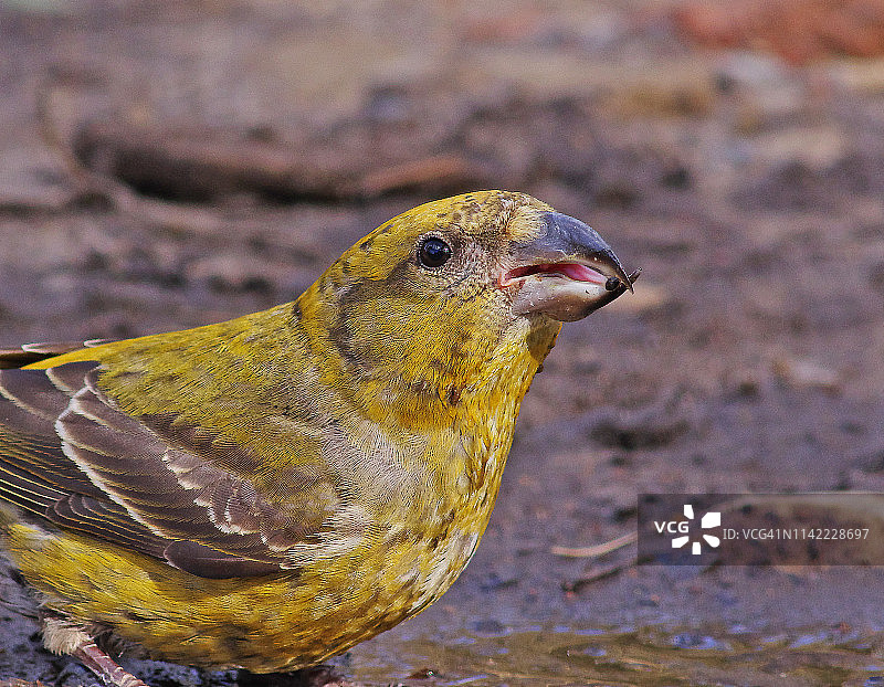松雀（Loxia curvirostra）图片素材