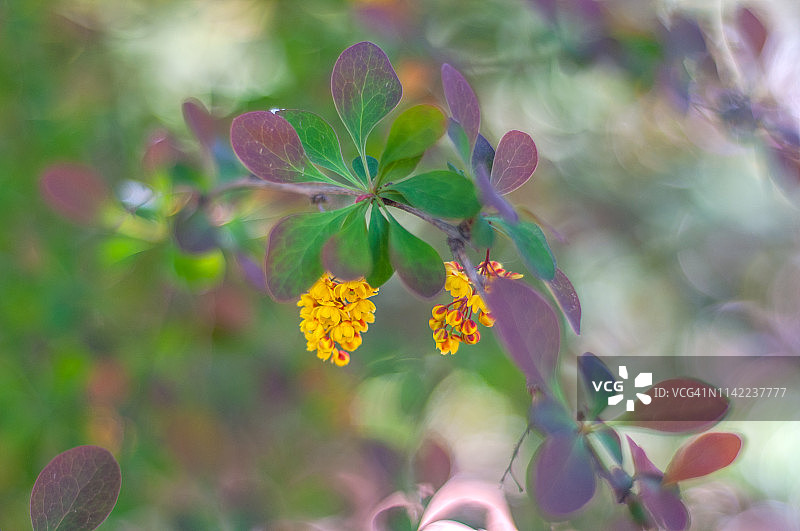 紫叶小檗花图片素材