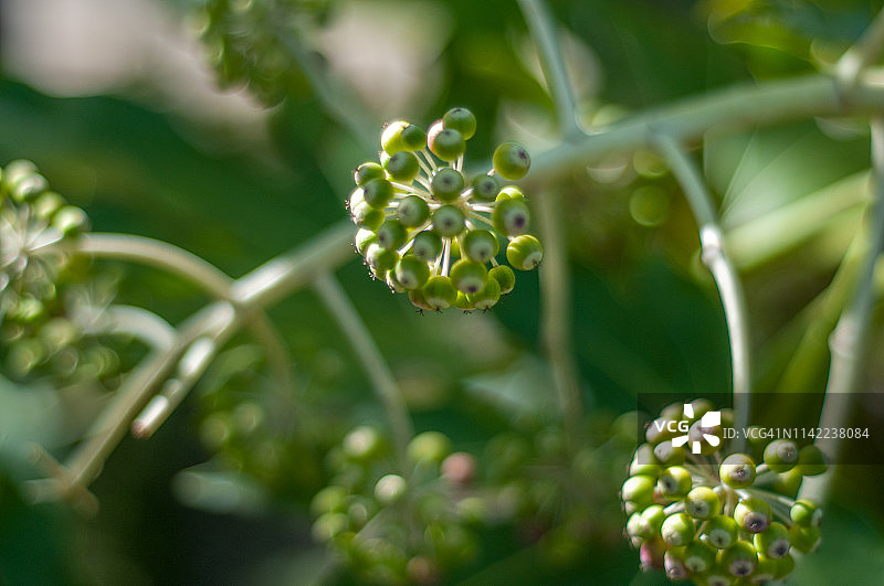 八角金盘植物图片素材