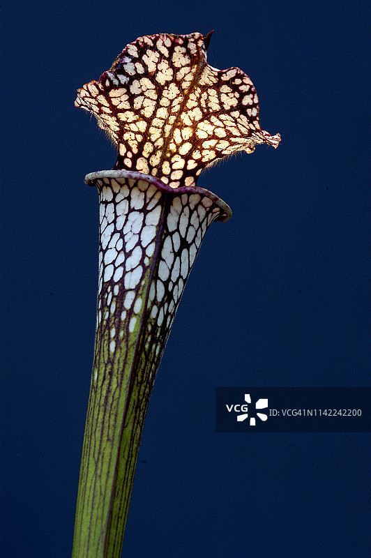 食肉植物图片素材