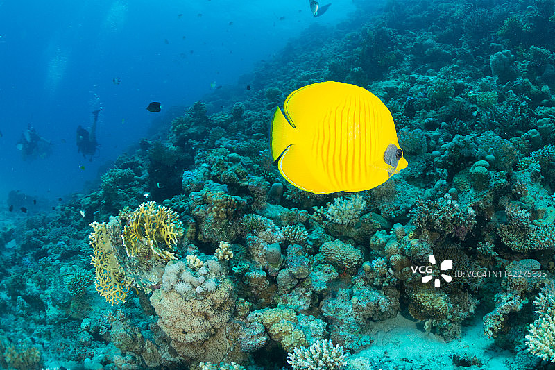 半身蝴蝶鱼（Chaetodon semilarvatus），北部红海图片素材