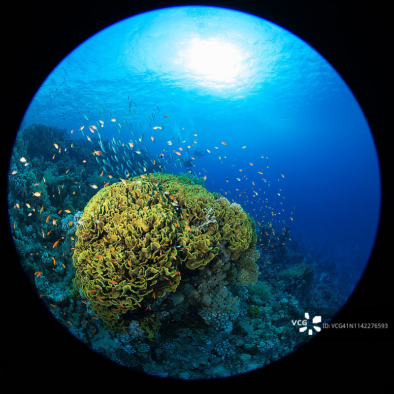 红海北部沙阿布马哈茂德地区的珊瑚 Turbinaria reniformis图片素材