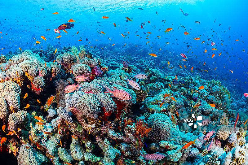 健康的珊瑚礁生态系统：须鲷和松球鱼群，埃及北部红海图片素材