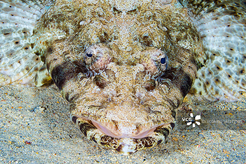 埃及北部红海的鳄鱼鱼图片素材
