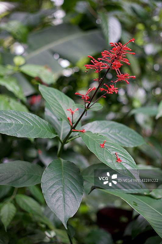 哥斯达黎加国家公园的鲜花图片素材