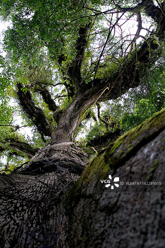 哥斯达黎加阿雷纳尔国家公园的木棉树图片素材