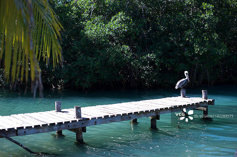 伯利兹科尔克岛码头的鹈鹕图片素材