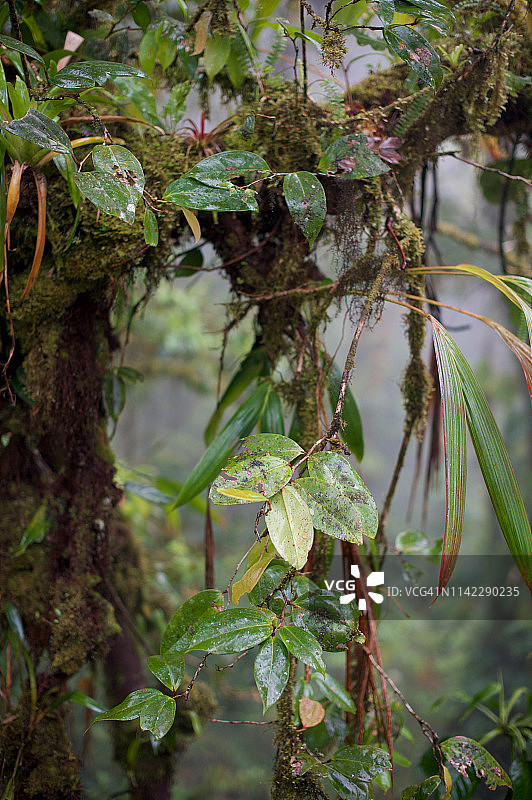 哥斯达黎加蒙特维 Verde 热带雨林图片素材