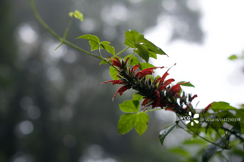 哥斯达黎加蒙特维 Verde 热带雨林图片素材