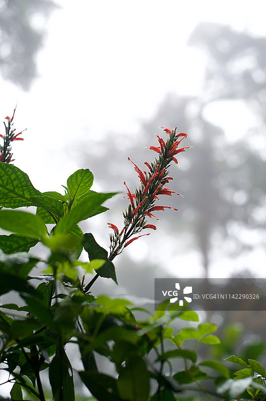 哥斯达黎加蒙特维 Verde 热带雨林图片素材
